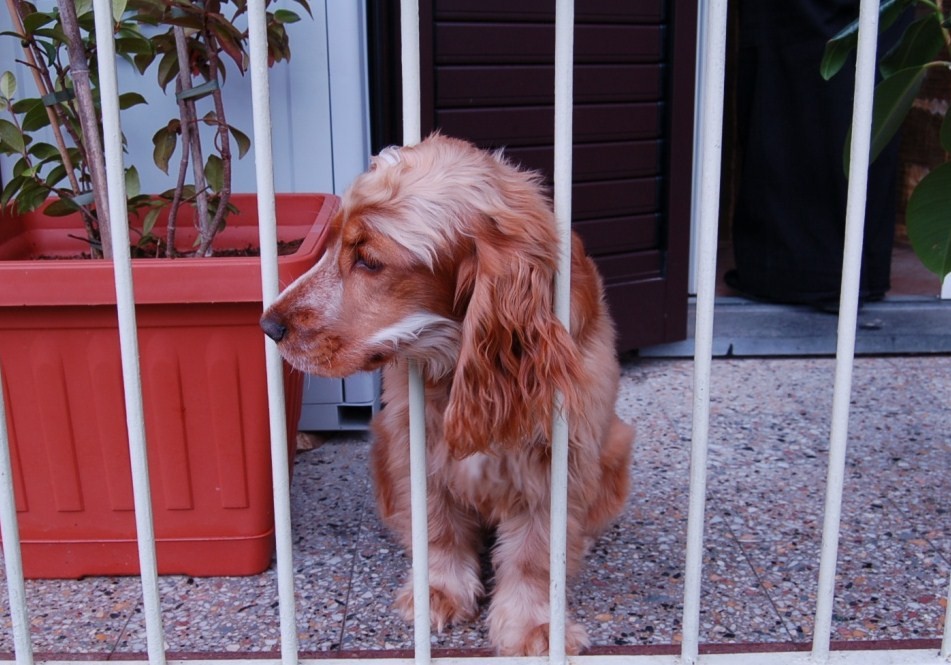 Qui ci sono troppi gatti, apriamo una discussione cani